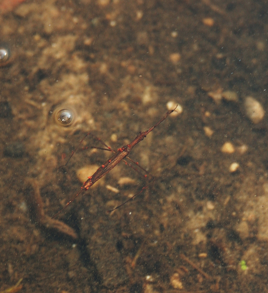 Hemiptera