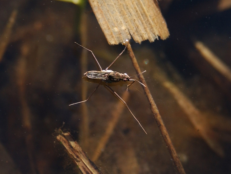 Hemiptera