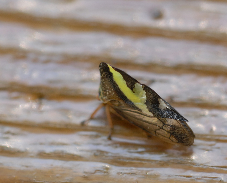 Hemiptera