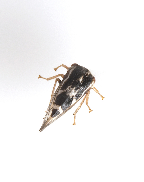 Hemiptera