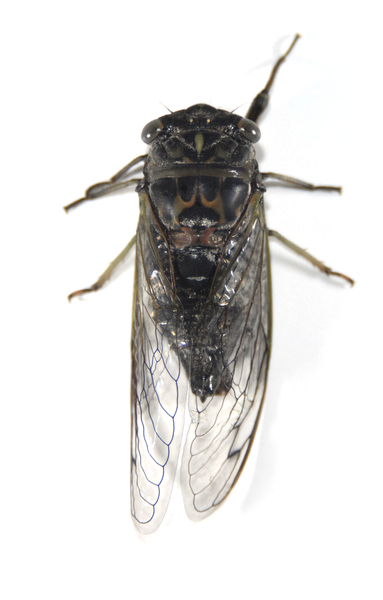 Cicadidae