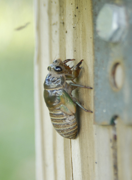 Cicadidae