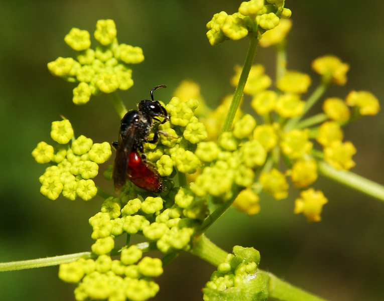 Halictidae