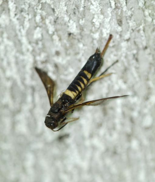 Siricidae