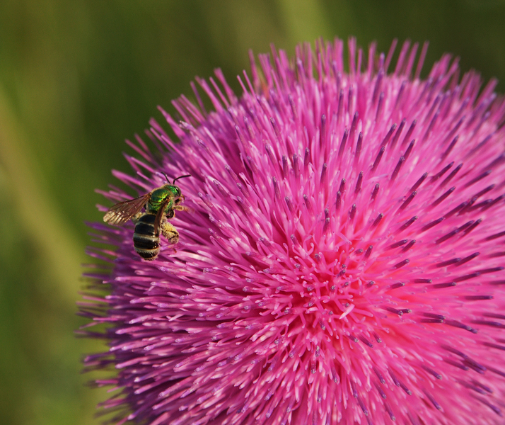 Halictidae