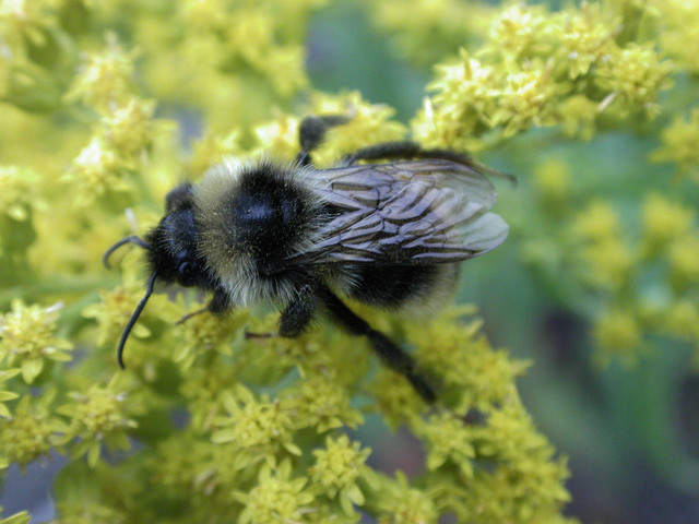 Photo of Bombus