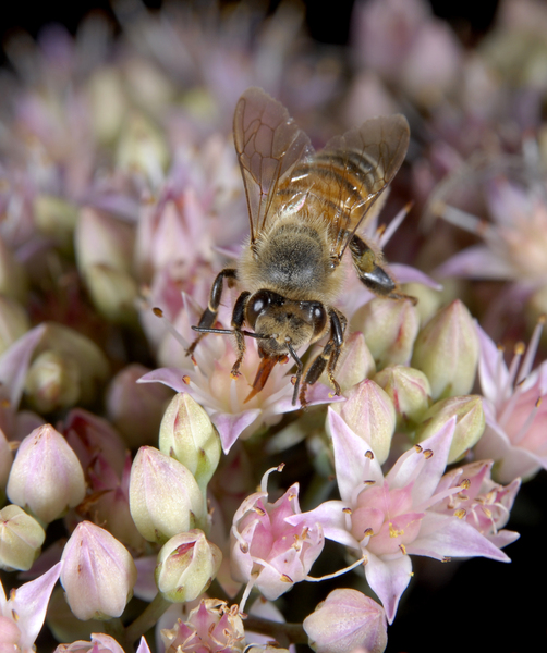 Eumetazoa