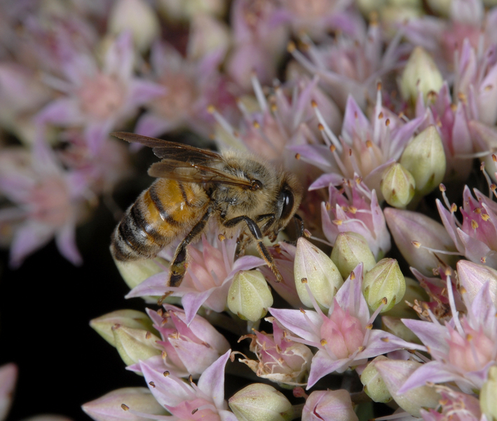 Apis mellifera