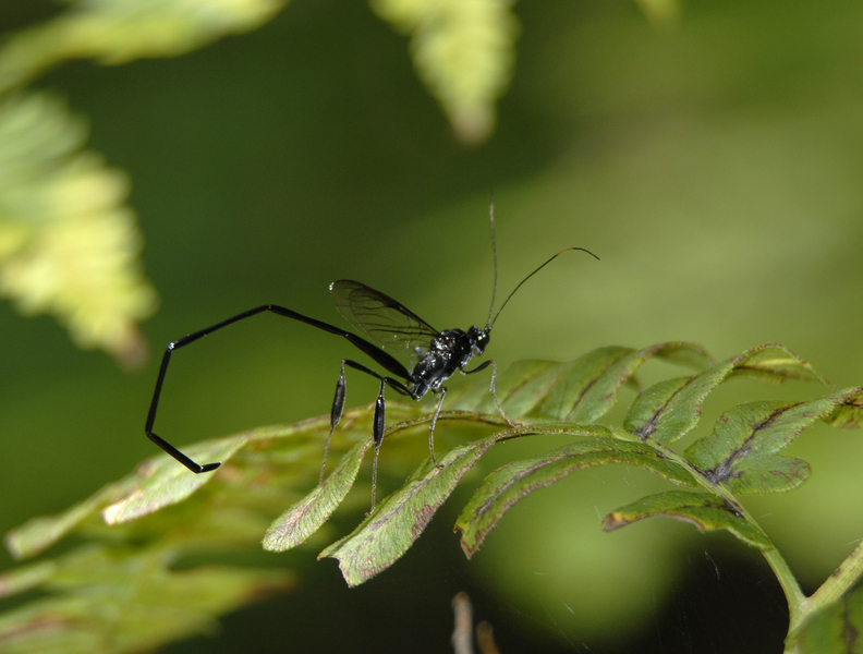 Eumetazoa