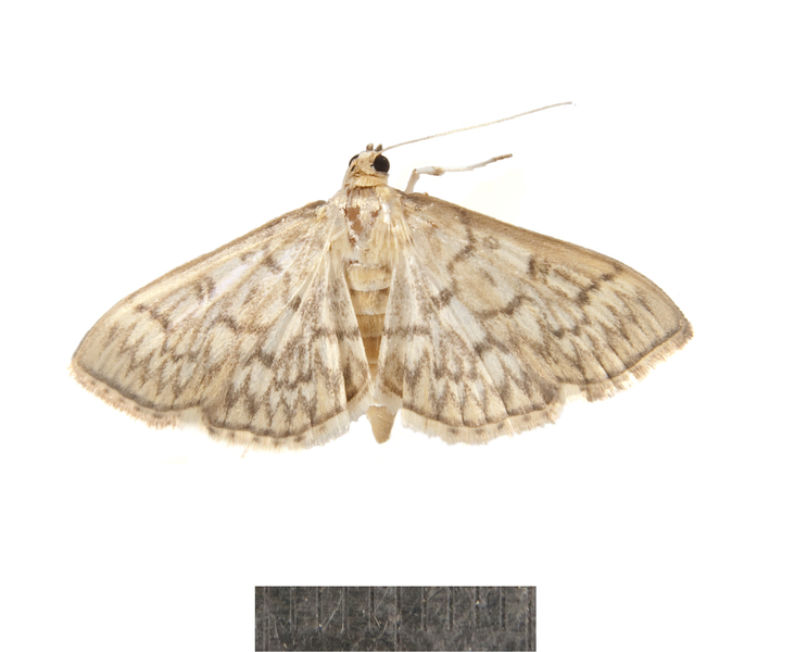 Crambidae