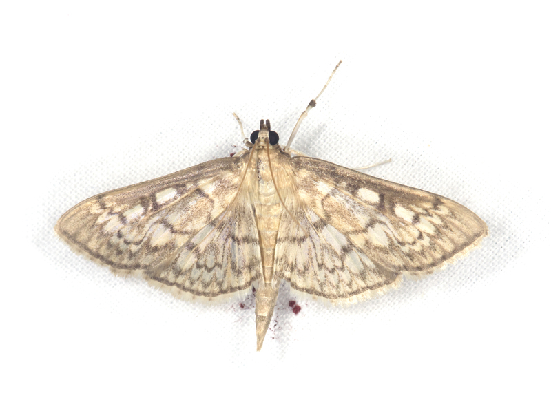 Crambidae