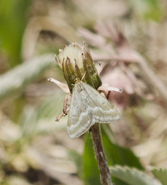 Eumetazoa