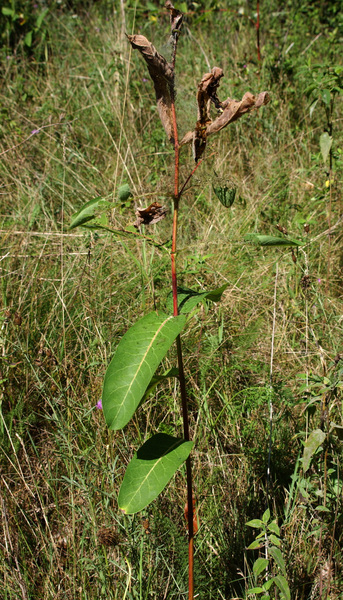 Crambidae