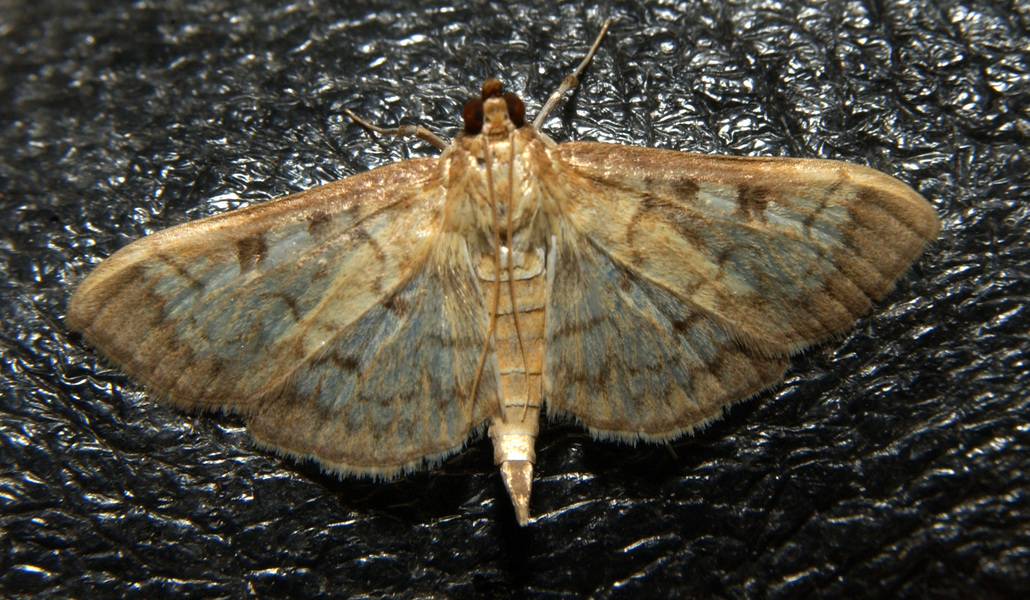 Lepidoptera