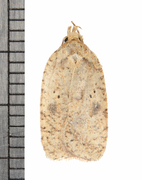 Agonopterix8012