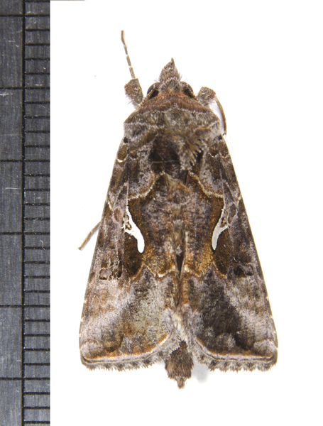 Autographa3388