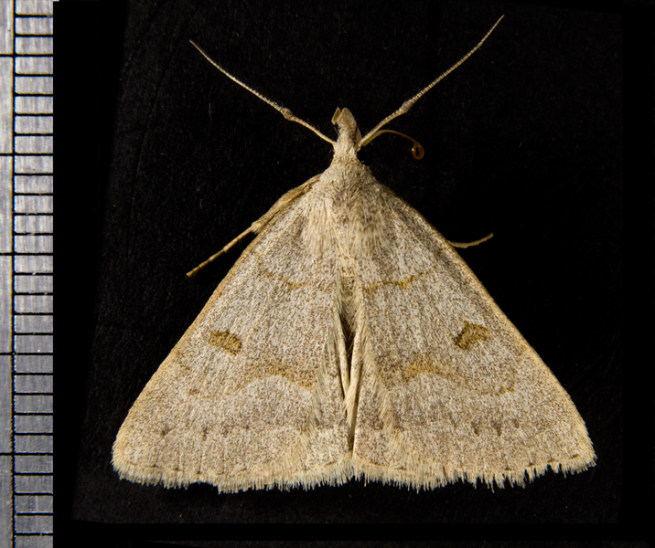 Noctuoidea