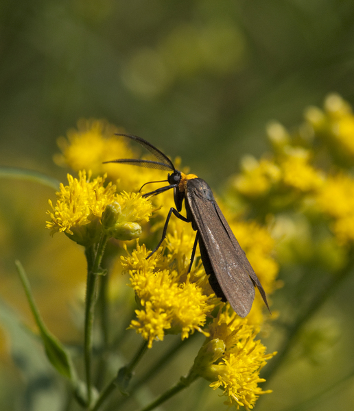 Eumetazoa