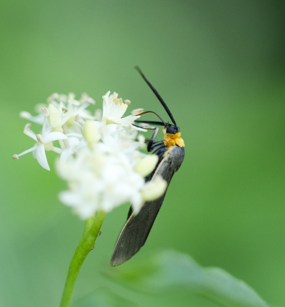 Noctuoidea