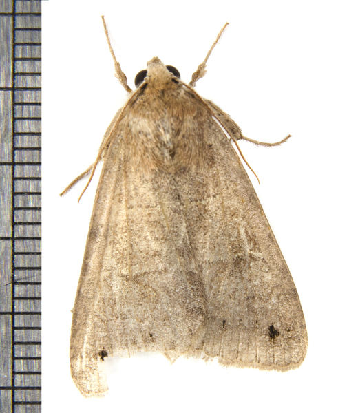 Noctuidae