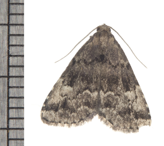 Noctuidae