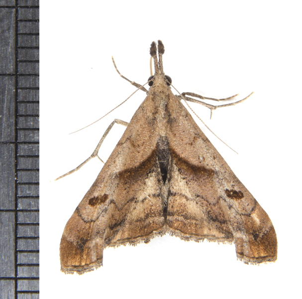 Noctuidae