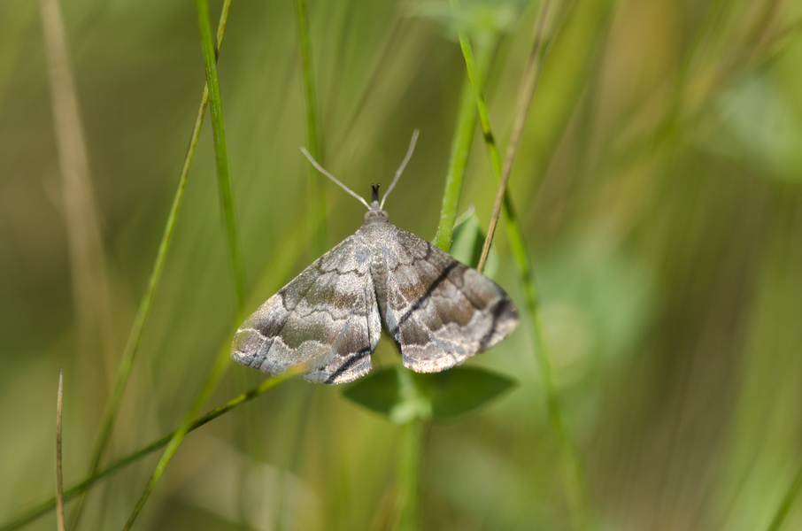 Lepidoptera