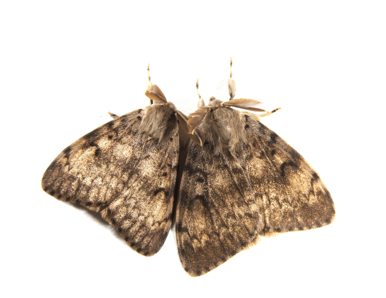 Noctuoidea