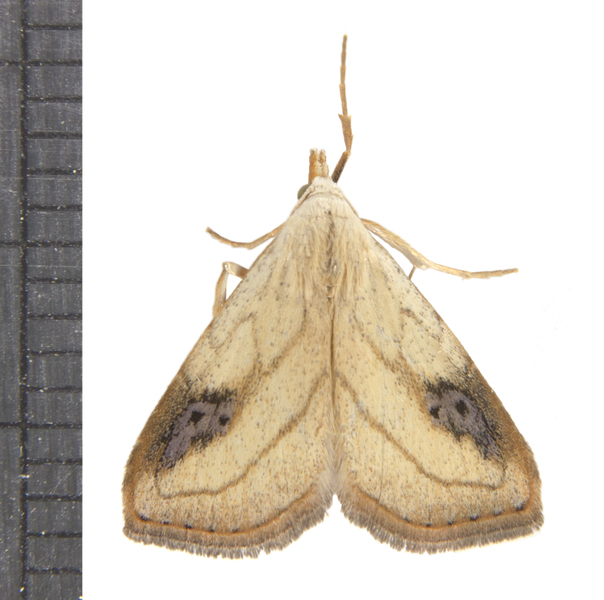 Noctuidae