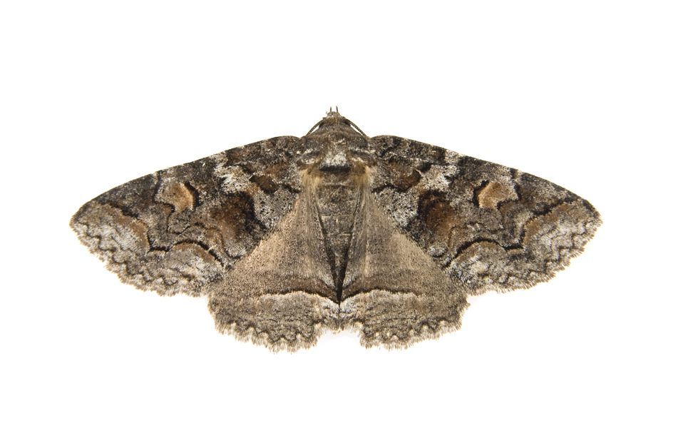 Noctuoidea