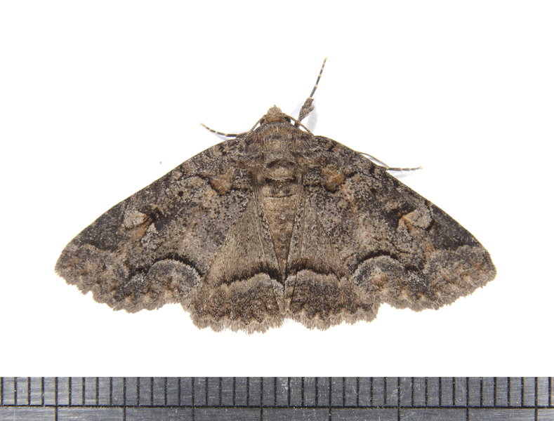 Noctuidae