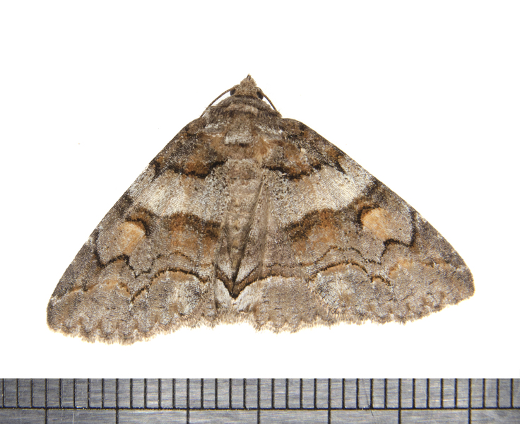 Noctuoidea