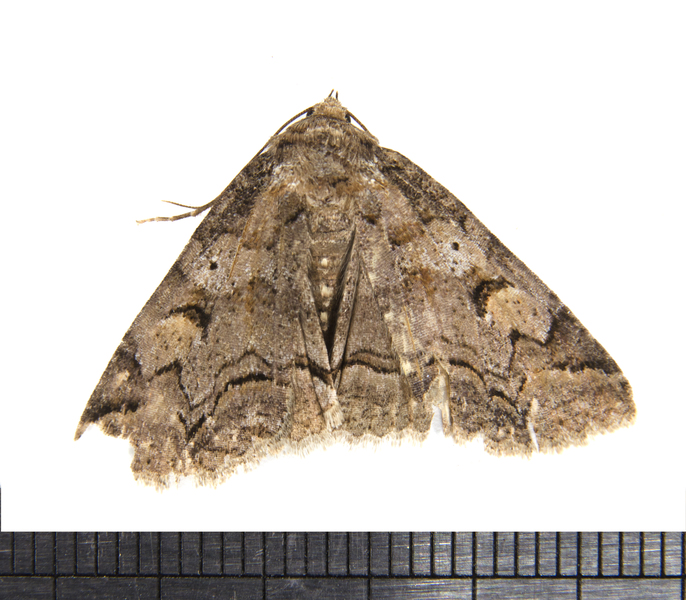 Noctuoidea