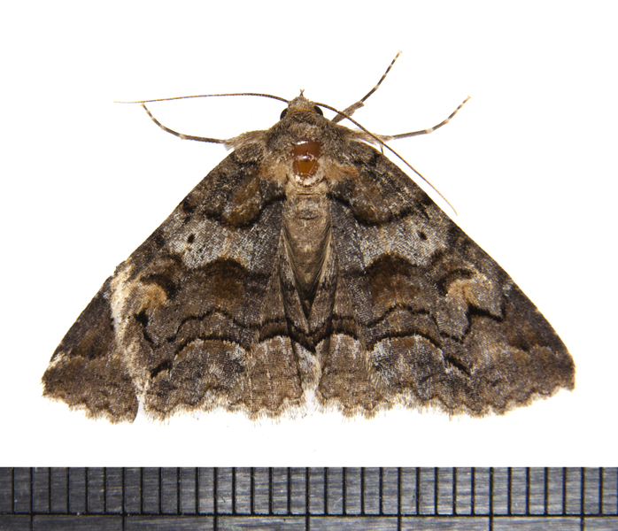 Noctuoidea