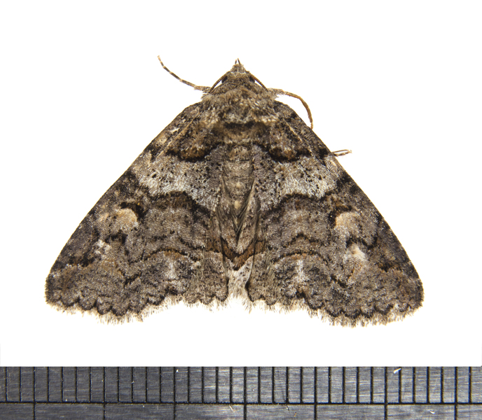 Noctuoidea