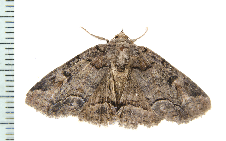 Noctuoidea