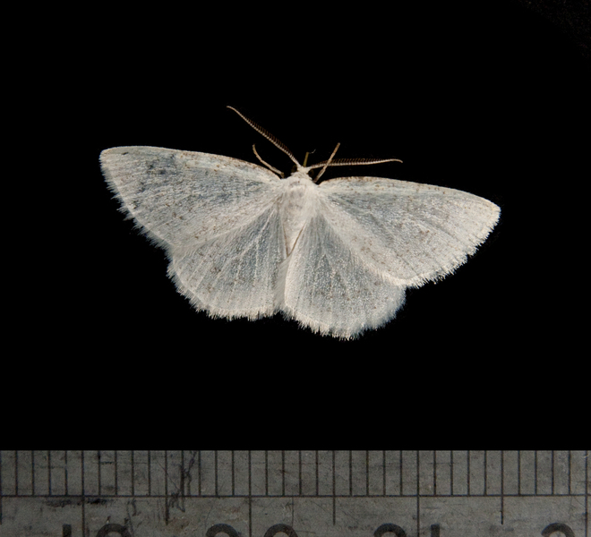 Lepidoptera