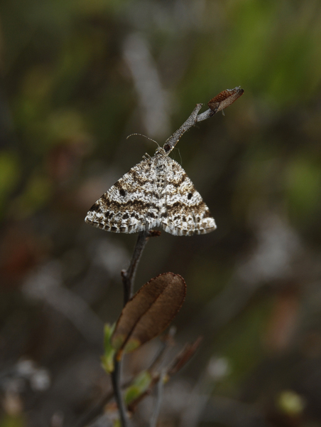 Lepidoptera