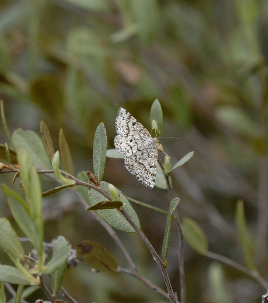 Arthropoda