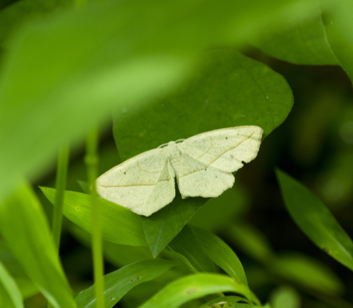 Lepidoptera