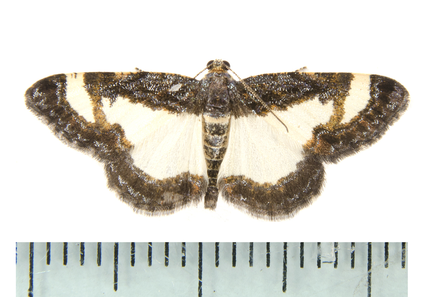 Lepidoptera