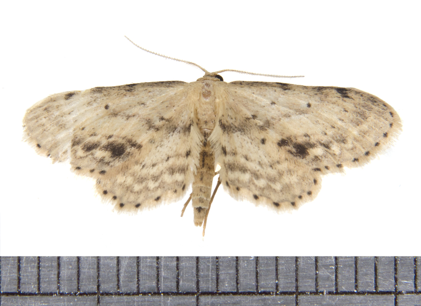 Idaea3999