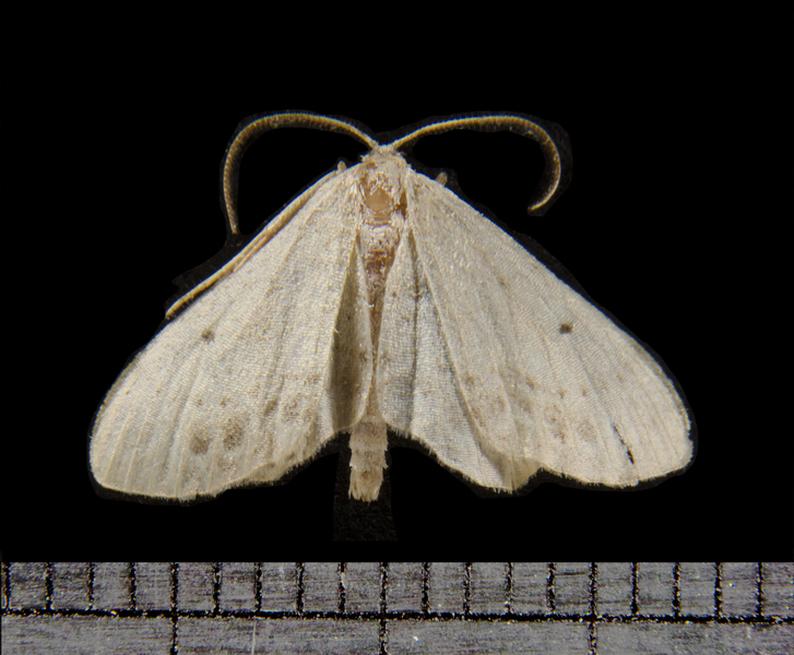 Idaea5414