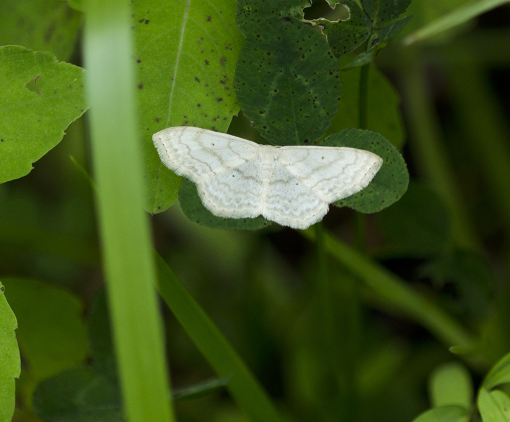 Lepidoptera