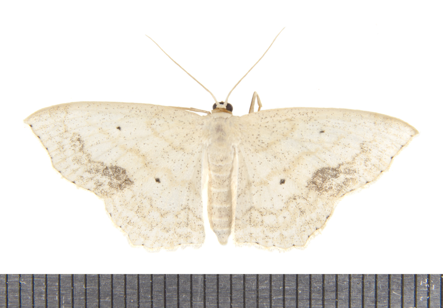 Scopula9688