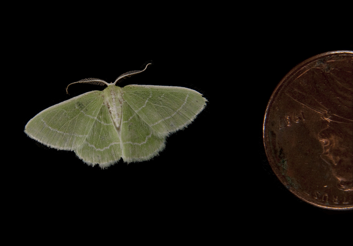 Photo of Synchlora aerata