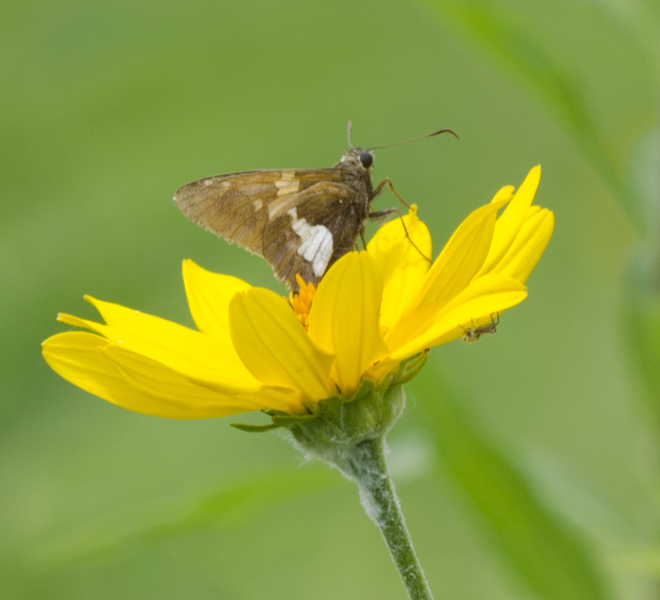 Lepidoptera