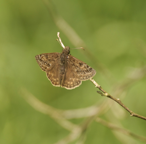 Lepidoptera