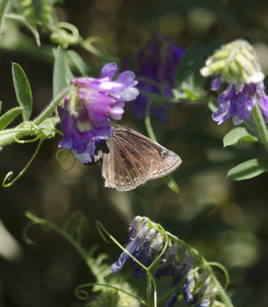 Lepidoptera