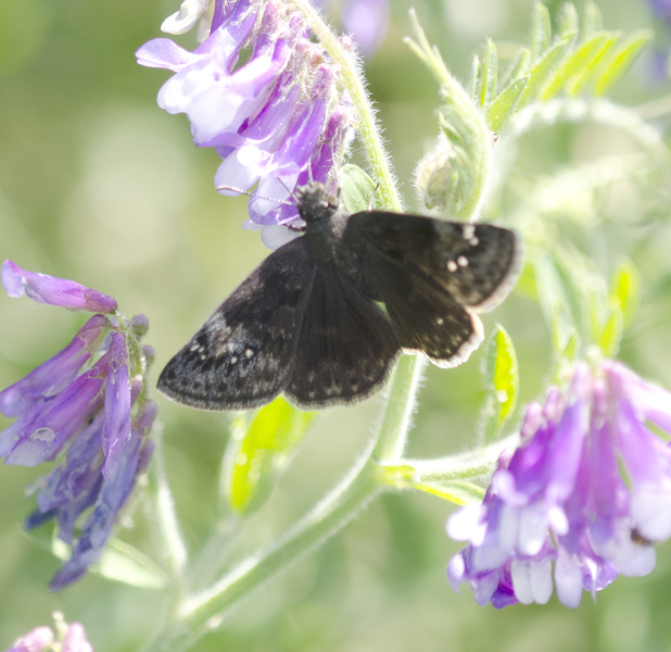 Erynnis2551